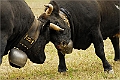 web2_DSC7811