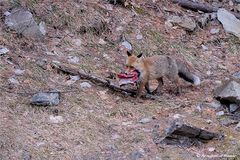 web2_DSC9052.jpg