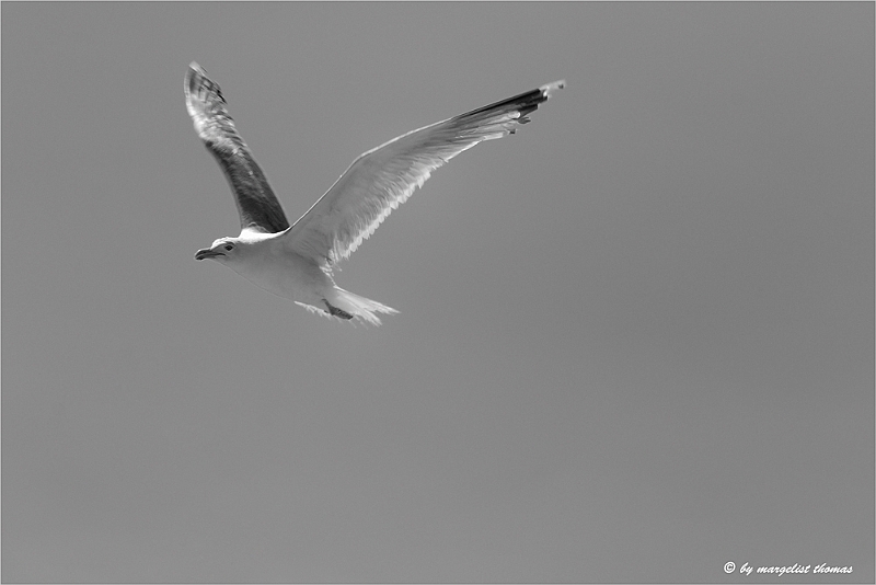 websw2_DSC1776.jpg